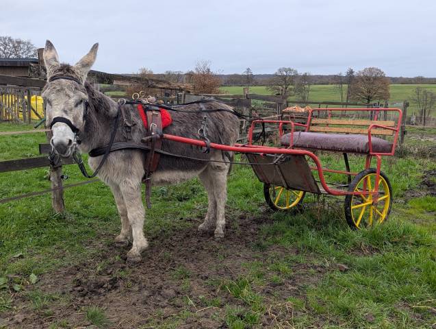 &Acirc;nes &acirc;nesses anons 