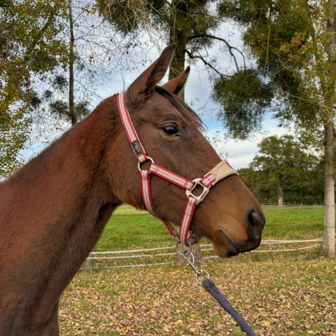 Jument de 3 ans en 2026