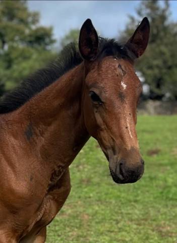 À vendre ou échange poulain sf par Halifax 