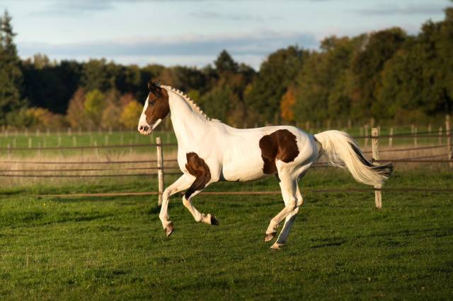 &Eacute;talon CSO pie &ndash; P&egrave;re de Champion de France 2025