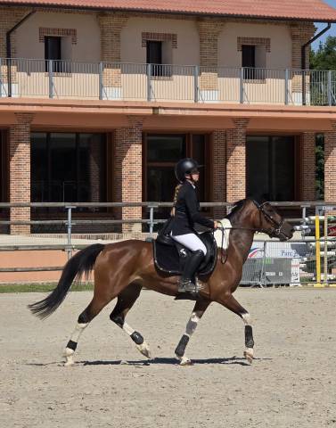 Jument 11 ans loisirs ou cso