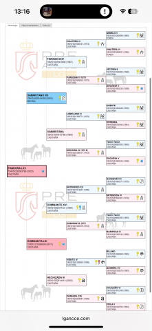 Jument PRE plein papier 