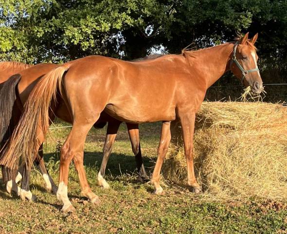 Jument SF ernest x Armitage x barbarian