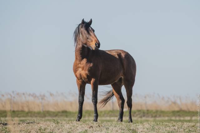 Vend magnifique poulain lusitanien 