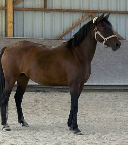 Ponette ONC 1m45 mental en or - Id&eacute;al Famille