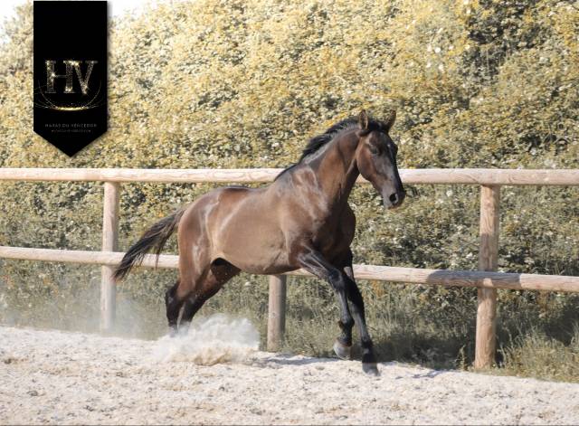 M&acirc;le kwpn Grullo par Inefavel x Dream Boy x Jonhson