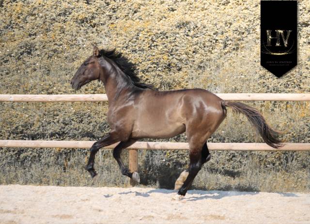 M&acirc;le kwpn Grullo par Inefavel x Dream Boy x Jonhson