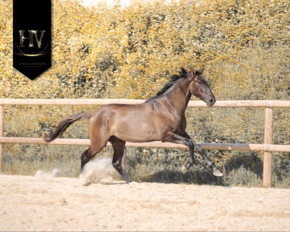 M&acirc;le kwpn Grullo par Inefavel x Dream Boy x Jonhson