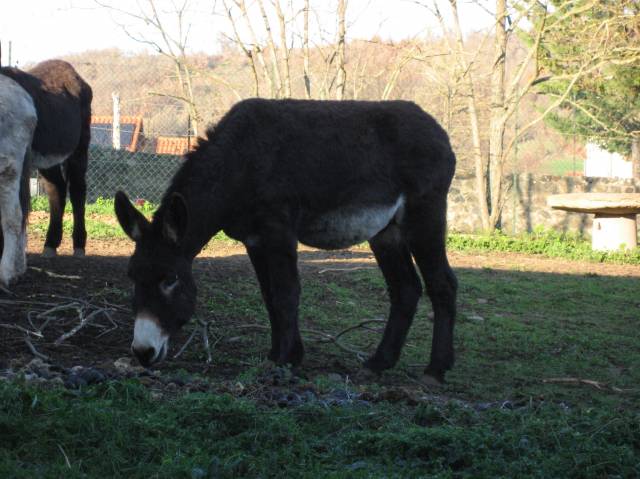 Ane des pyr&eacute;n&eacute;es catalan