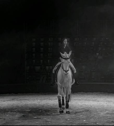 Cheval pie cr&egrave;me &agrave; vendre