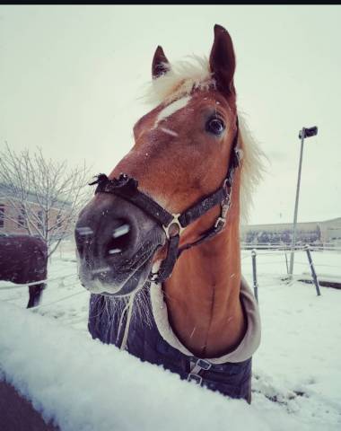 Cheval &agrave; placer pour retraite et ballade