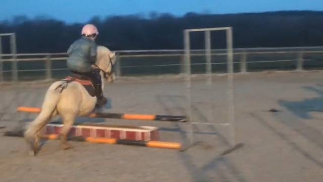 Top hongre shetland pp de 4 ans