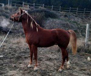 VAQUERO : cheval de qualit&eacute; &agrave; prix raisonnable