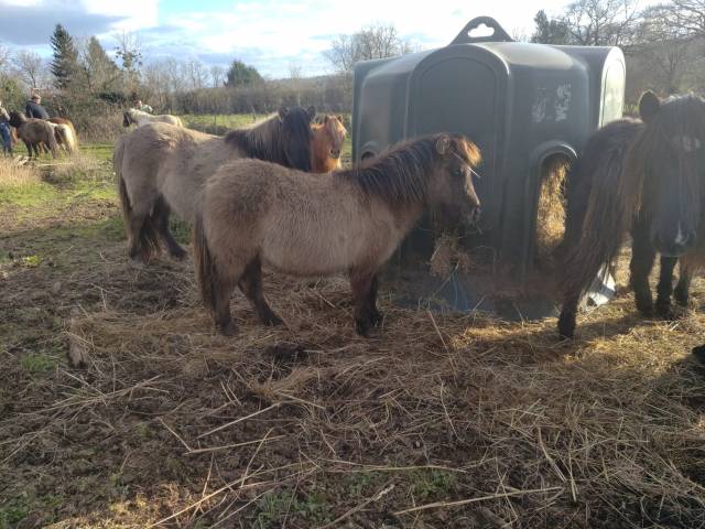 mod&egrave;le porteur, id&eacute;al compagnie ou futur poney de club