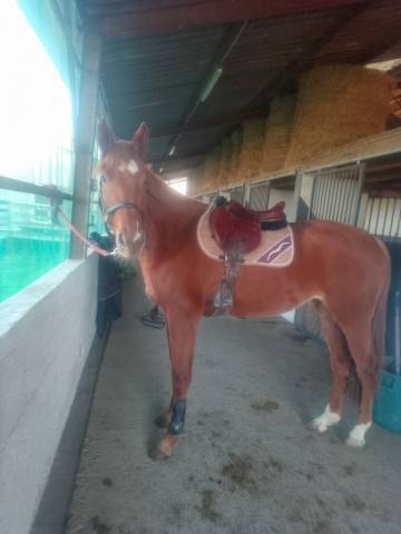 Jument oc selle francais 4 ans 