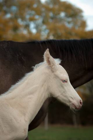 Pashan Izlayon Akhal Teke
