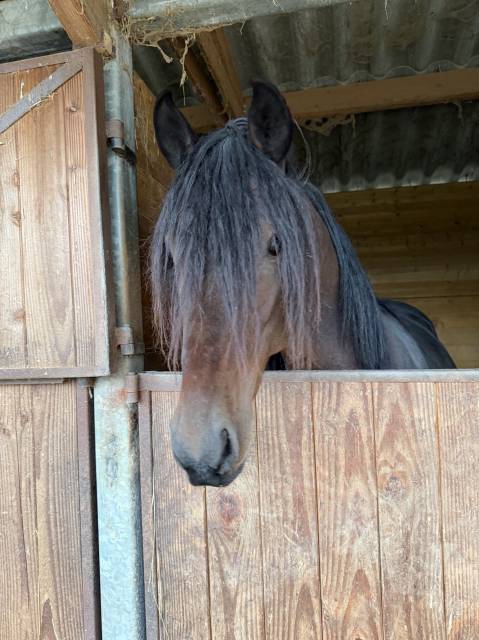 Adorable hongre arabe barbe 