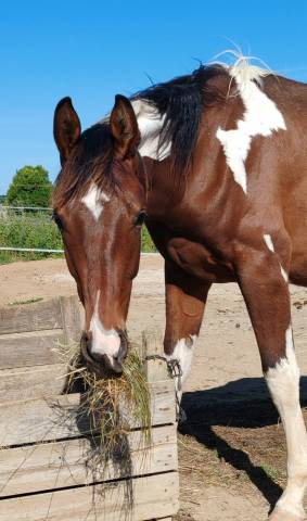 Poulain zangersheide