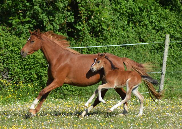Welsh pony pp, jument import&eacute;e,suit&eacute;e, alezane 