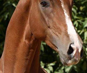 Magnifique cheval de sport &eacute;lev&eacute; avec beaucoup de soin.