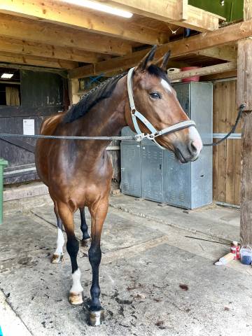 Jument de 6 ans &agrave; vendre