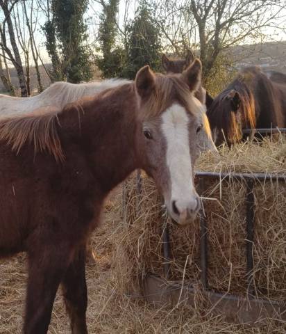 joli mod&egrave;le, &eacute;nergie, potentiel futur repro/sport