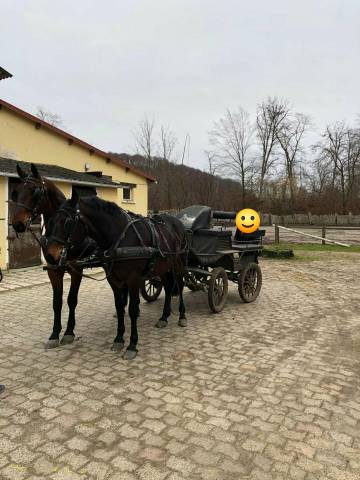 Paire de chevaux d'attelage