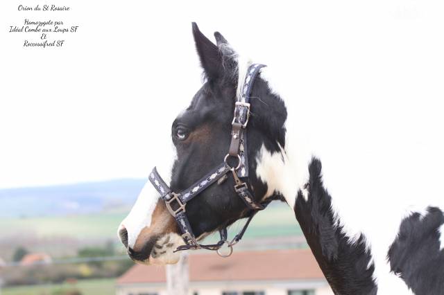 Saillie Etalon parents SF HOMOZYGOTE 