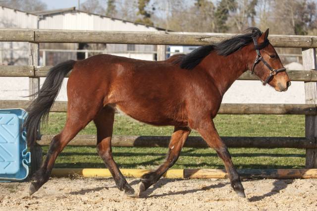 Belle ponette New forest 2 ans taille D