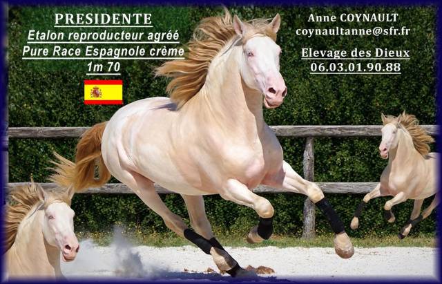 PRESIDENTE PRE 1M70 de robe cr&egrave;me 