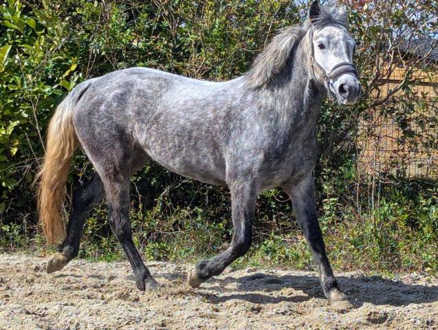super ponette &agrave; vendre de 6 ans sortie en CSO