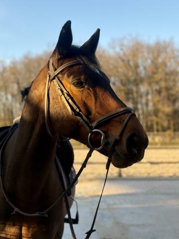 &Agrave; vendre Hongre 10 ans Cso