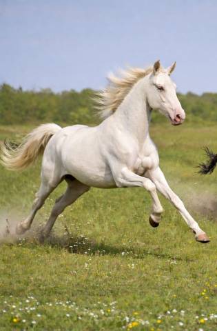 M&acirc;le de 2 Ans  PRE de robe Cr&egrave;me ODOMANN DES DIEUX 