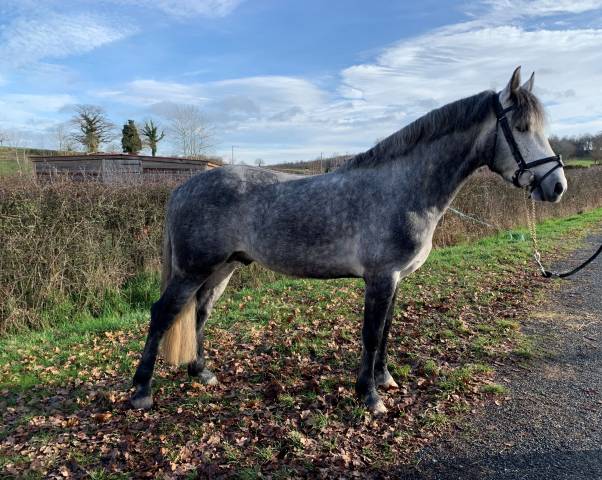 SAILLIE PAR ETALON CONNEMARA