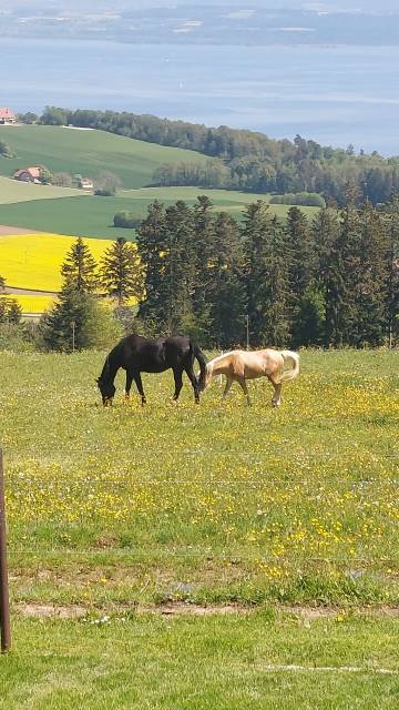 Pensions chevaux, poneys - 2037 Montmollin