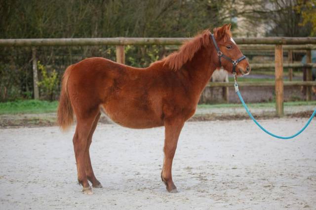 Ponette New forest taille D