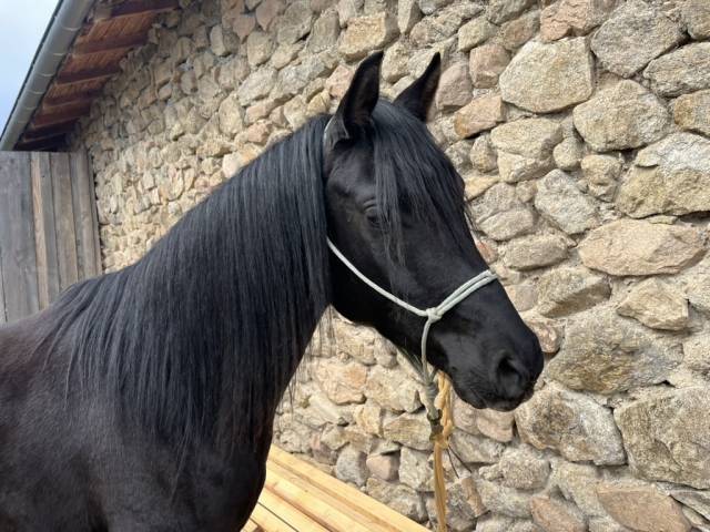 Saillie par &Eacute;talon pur-sang arabe noir homozygote