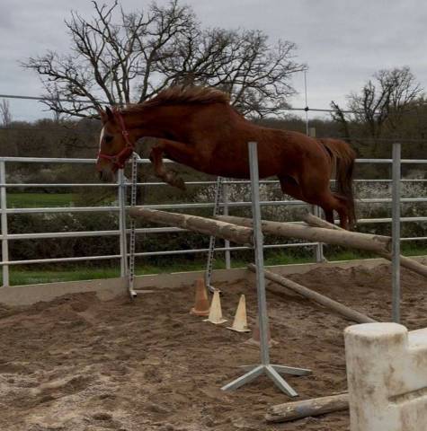 Jument SF ernest x Armitage x barbarian