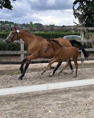 Jument sf originel poulini&egrave;re 