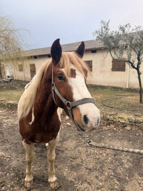 Poney ONC &agrave; vendre 