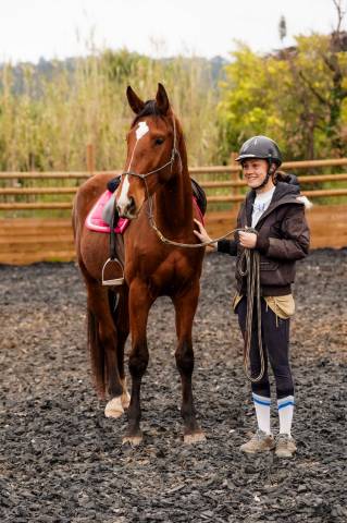 &Agrave; vendre Napol&eacute;on de l&rsquo;automne - hongre SF - 3 ans 