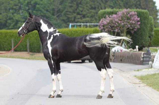 Lightning Darco UK : cso dressage haut niveau 