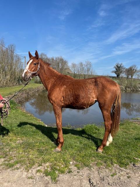 SELLE FRANCAIS FEMELLE NEE EN 2024