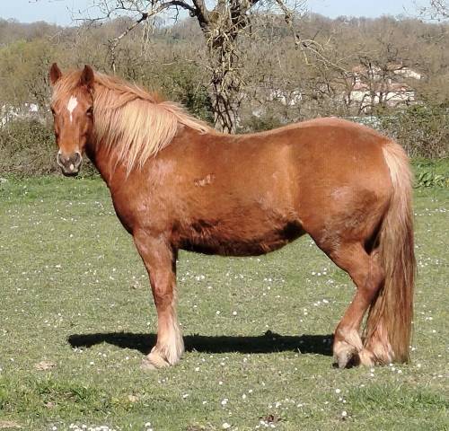 ponette connemara part bred 7 ans