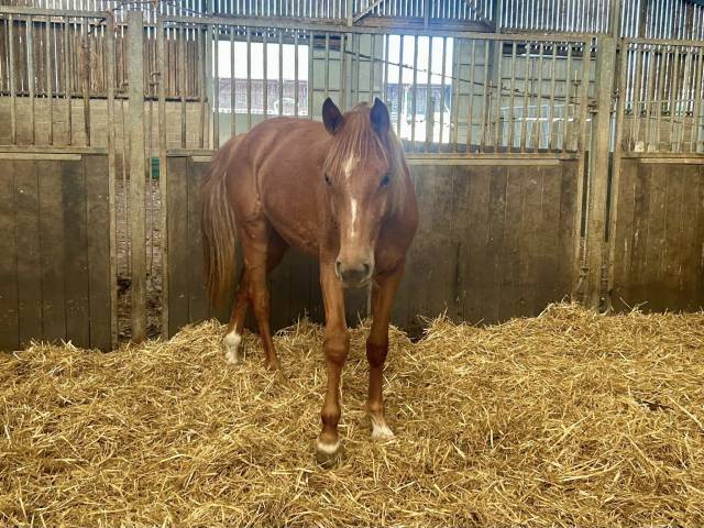 CHELSEA MORNING DU GAZON