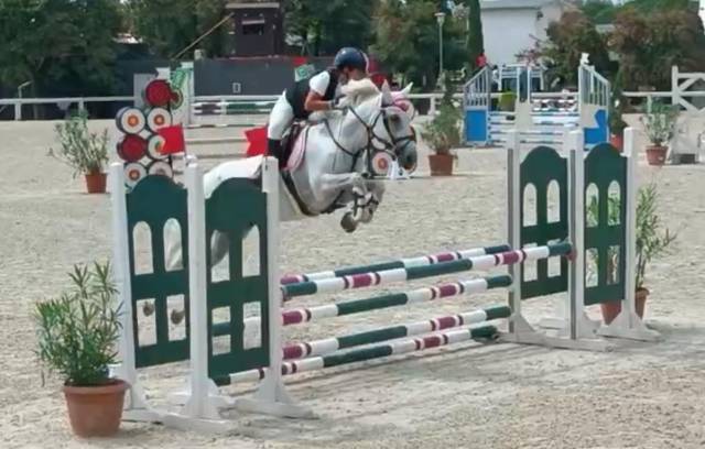 Jument Connemara A vendre 2011 Gris