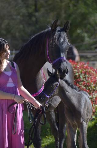 Pouliche Jument PSA Pur-Sang Arabe Homozygote