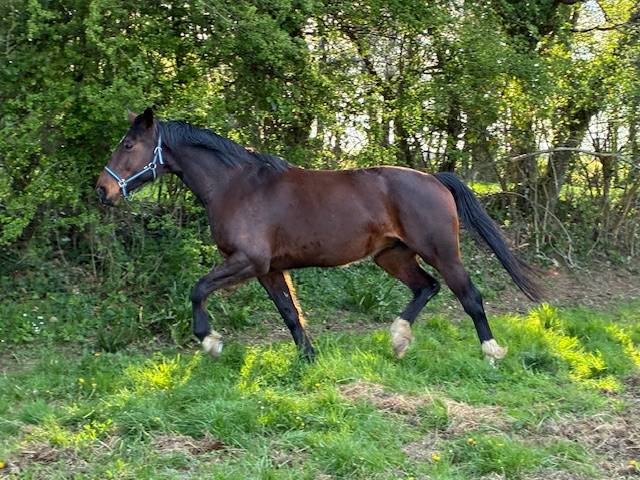 POULINIERE 10 ANS DE CONTENDRO X L'ARC DE TRIOMPHE