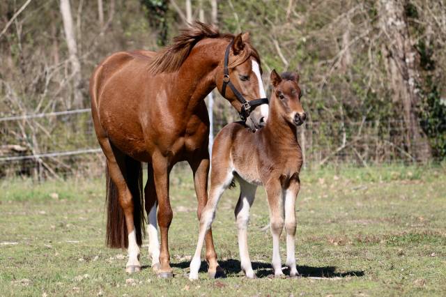 M&acirc;le PFS - Origines dressage 