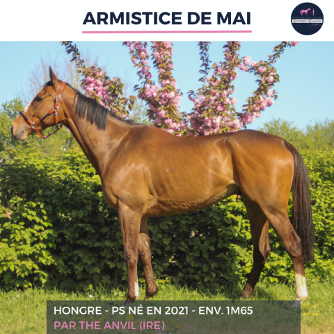 ARMISTICE DE MAI - PS - 5 ANS